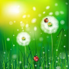 Fotobehang gras en lieveheersbeestje © peshkova