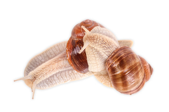 Zwei Weinbergschnecken, graipevine snail