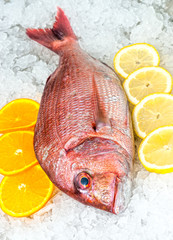 Seafood on ice at the fish market © Luciano Mortula-LGM