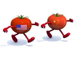 Chinese and American tomato that run