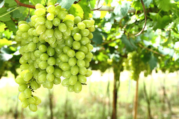 Bunches of grapes