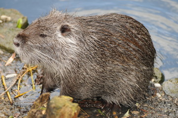 European Or Eurasian Beaver