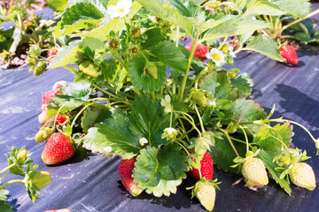 Abundant fruiting strawberries on a bed covered with black tape