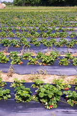 Field of the strawberry patch