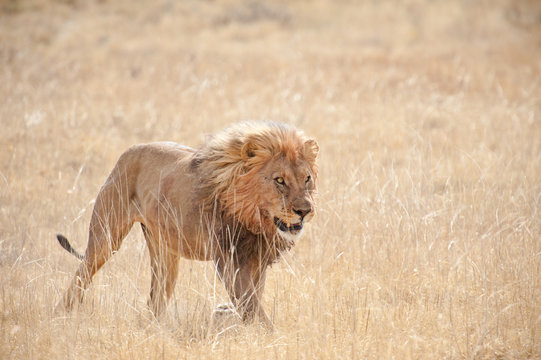 Lew na sawannie