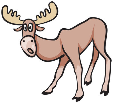Surprised Elk or Moose