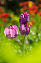 Three violet tulips in garden