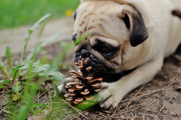 on the nature of the dog breed pug beige color playing with a pi