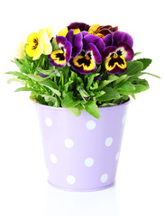 Beautiful pansies flowers isolated on a white