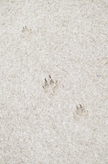 Fototapeta na wymiar Dog Footprint on Sandy Beach