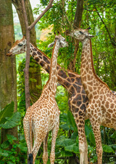 Three Giraffe eating  foliage.