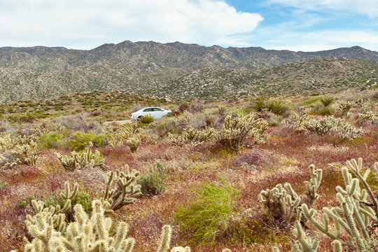 Desert wildflowers and cactus in bloom in Anza Borrego Desert. C