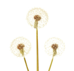 Dandelions isolated on white