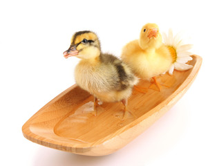 Floating cute ducklings isolated on white