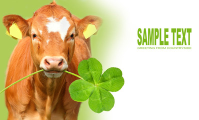 Funny calf with four leaf clover.