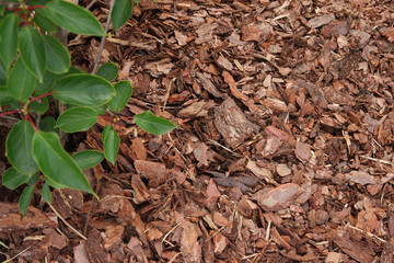 Rindenmulch