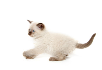 Cute kitten playing on white