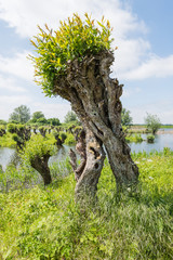 Curiously grown pollard willow - obrazy, fototapety, plakaty