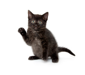 Cute black cat on white