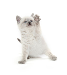 Cute kitten playing on white