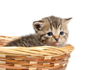 Cute kitten in a basket