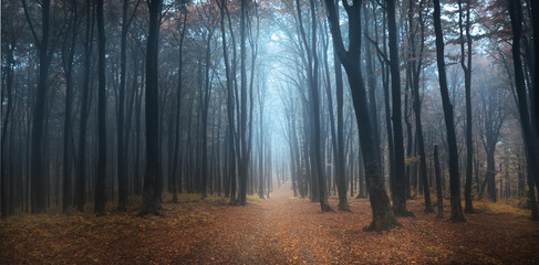 Foggy autumn day into the forest