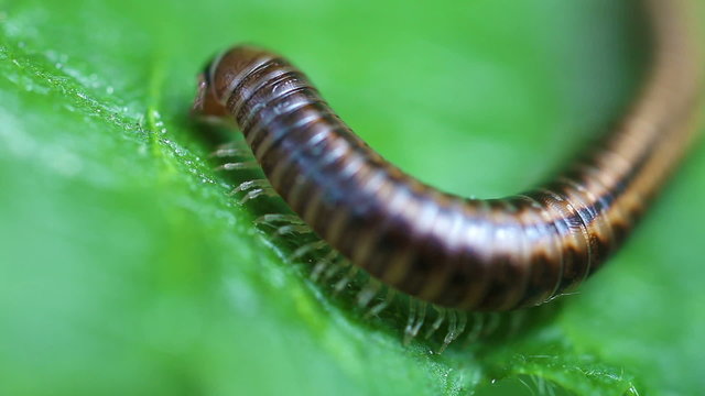 Tausendf&uuml;&szlig;er - Myriapoda