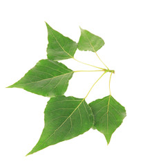 Green leaves isolated on white