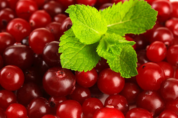 Ripe red cranberries, close up.