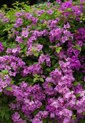 Obraz premium bush of pink flowers