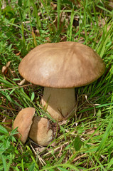 Boletus edulis