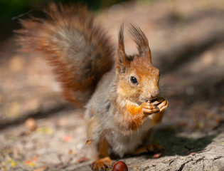 red squirrel