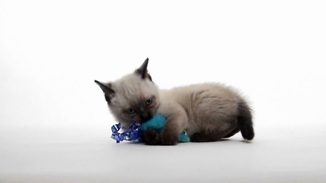 Kitten playing on white background