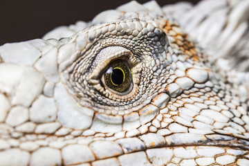 Dragon eye