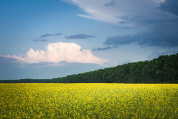 field of rapeseed with beautiful cloud