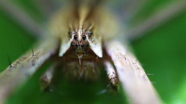 Listspinne - Pisaura mirabilis - Augen