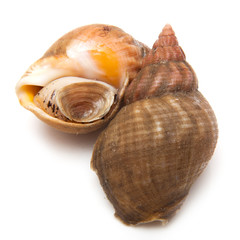 Whelks isolated on a white studio background.