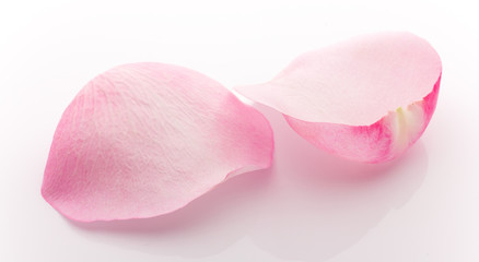 Obraz premium Petals rose.