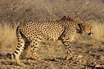 Gepard © Photohunter