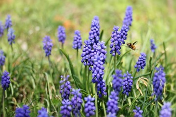 Bombylius major on armenian grape hyacinths