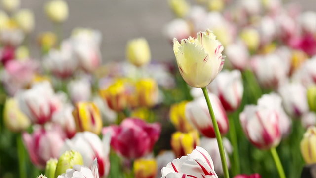 Tulip moving in a windy breeze