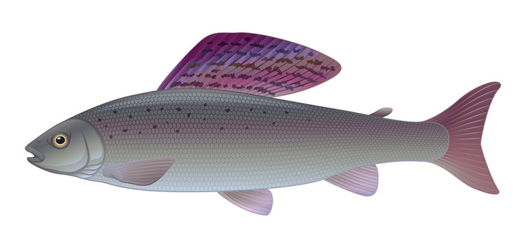 Grayling - (Thymallus thymallus) Freshwater Sport Angler Fish