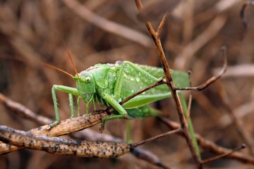 weibliches heupferd / female grasshopper