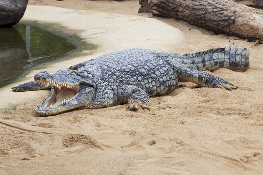 Krokodil