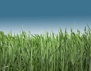 beautiful landscape,  blue sky