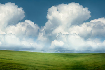 field of grass and perfect sky