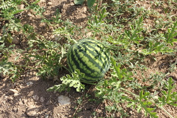 organic watermelon