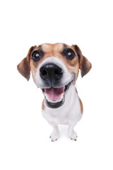 Smiling Jack Russel terrier dog.