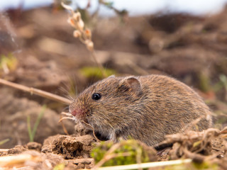 Common Vole (Microtus arvalis) in a Field
