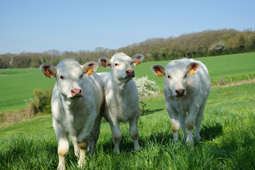Obraz premium Animal ferme 113